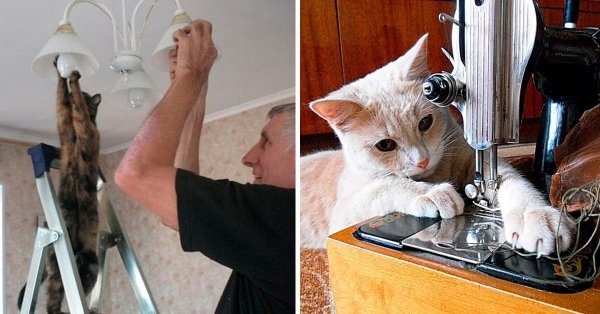 Кот убирается