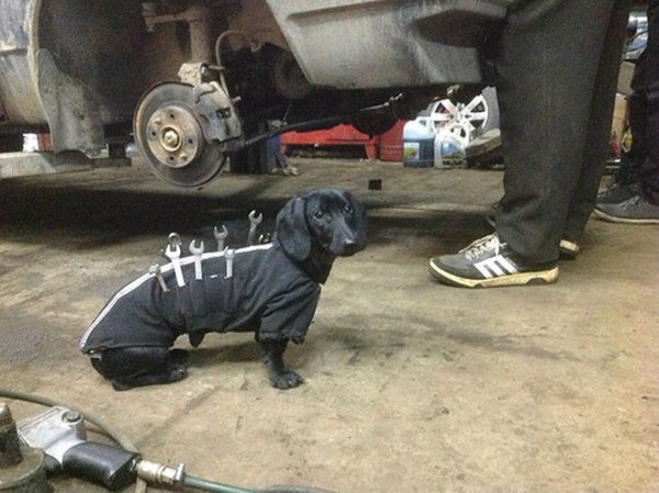 Собака в автосервисе