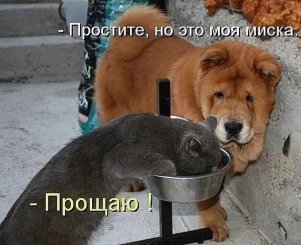 Приколы с животными