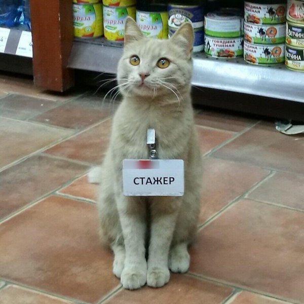 Смешные картинки с котами