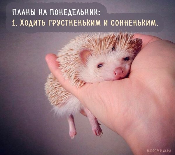 Смешной Ежик