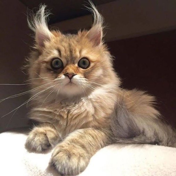 Котики смешные