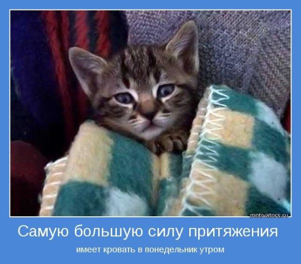 Утро понедельника кот
