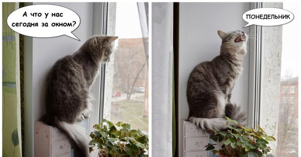 Кот кот понедельника
