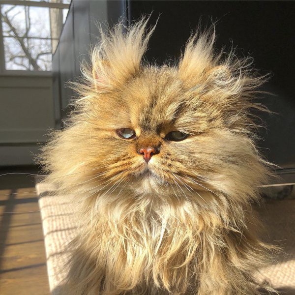 Лохматая кошка