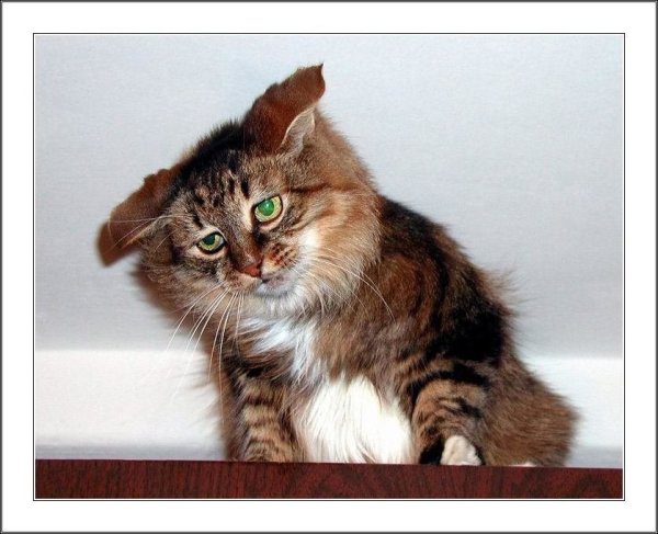Кошки и понедельник