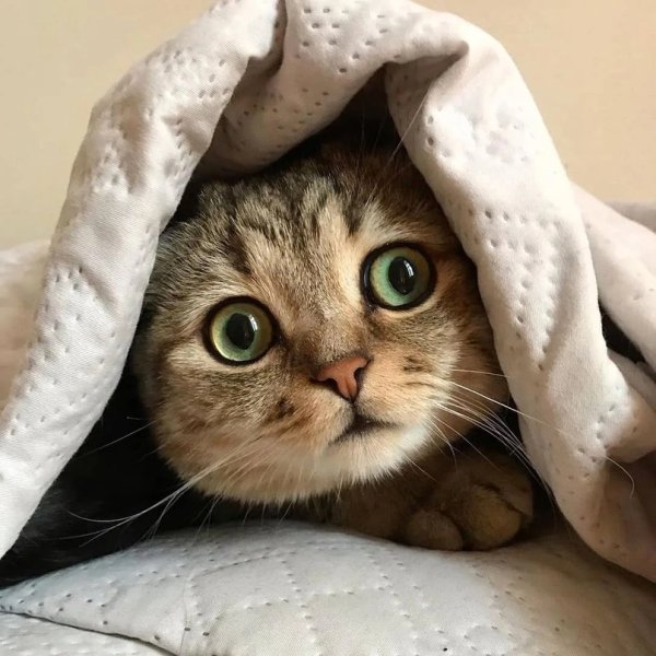 Кот из под одеяла