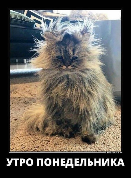 Котик понедельник