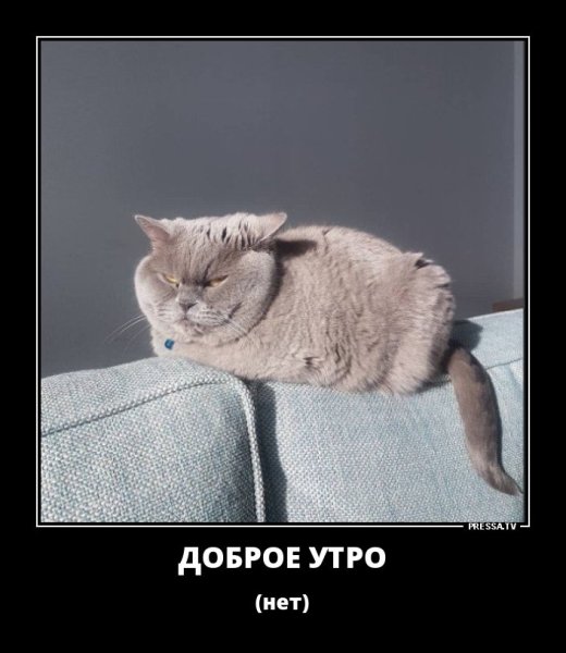 Кот в понедельник рисунки