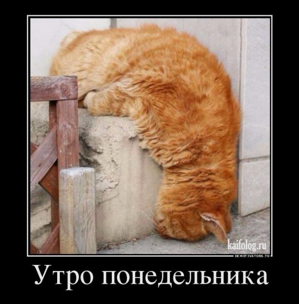Кот в понедельник утром