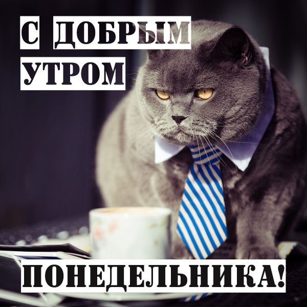 Кот понедельник