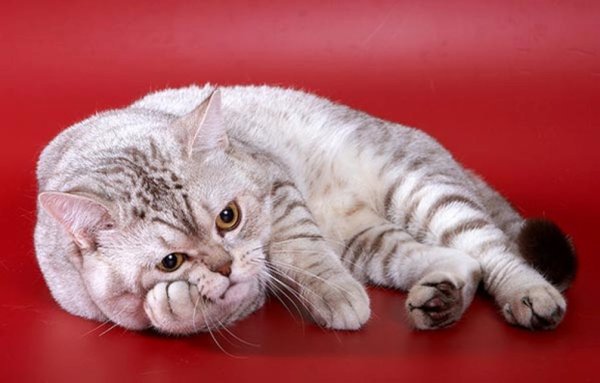Котик понедельник
