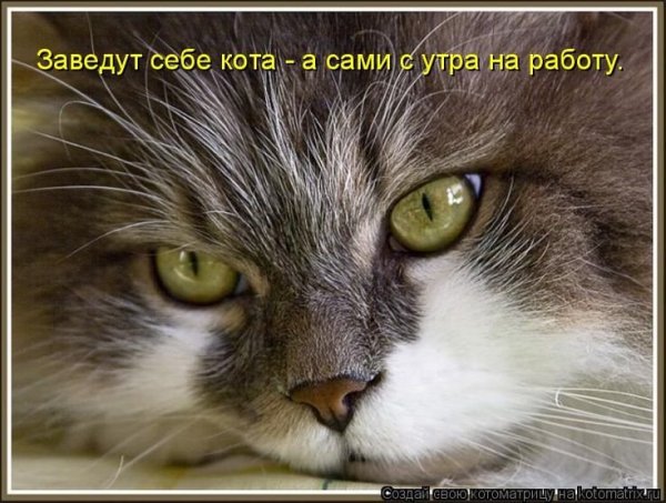 Утро понедельника кот