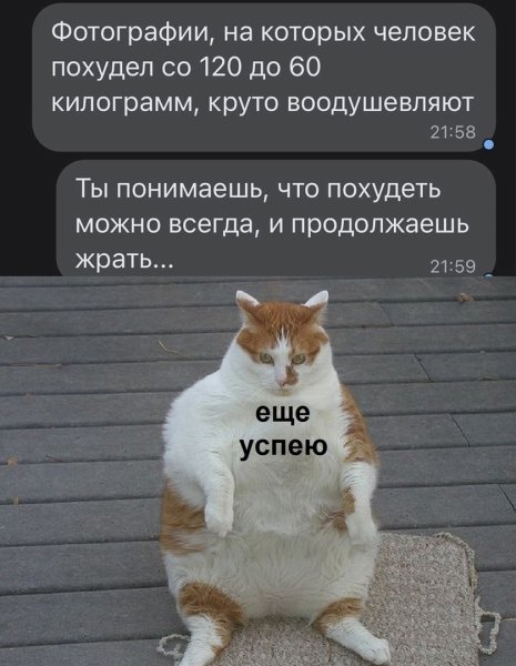 Кот потолстел