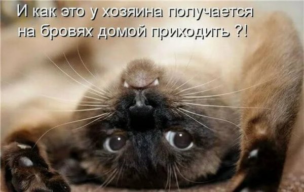 Забавные животные с надписями
