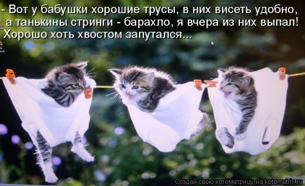 Смешные котики со словами