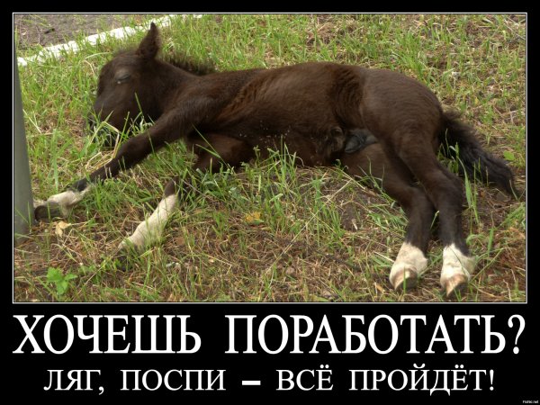 От работы лошади дохнут