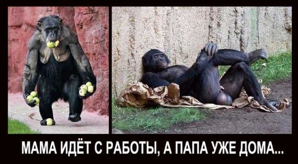 Приколы с обезьянами