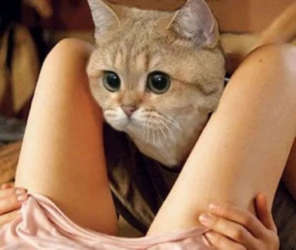 Мемы с котиками