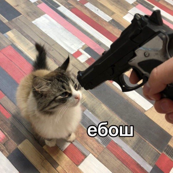 Кот с пистолетом Мем