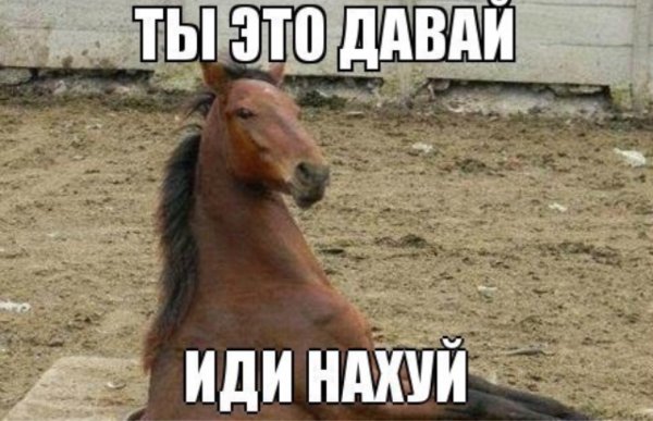 Мемы с конями