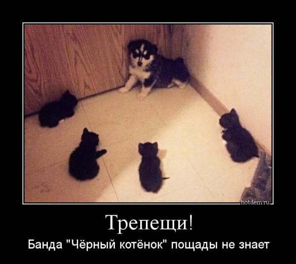 Кот окружен