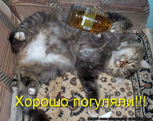 Утро после дня рождения смешные
