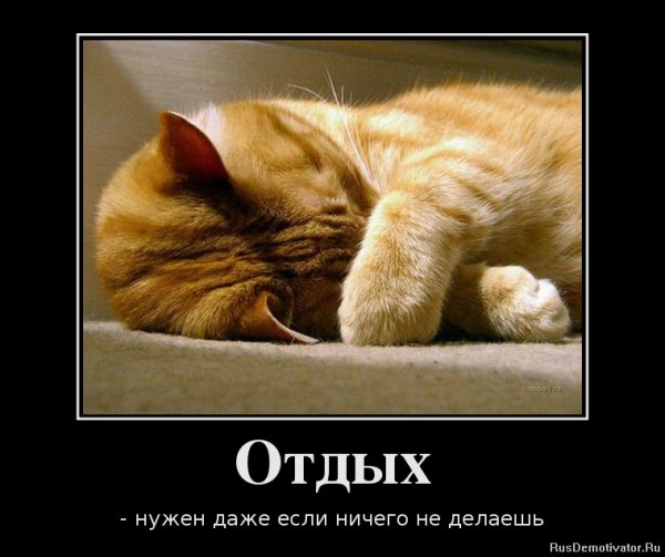 Демотиваторы с котами