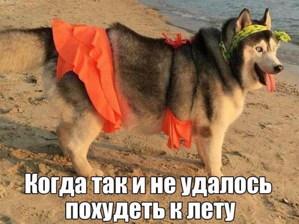 Картинки прикольные смешные с надписями