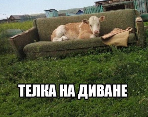 Смешные приколы с надписями
