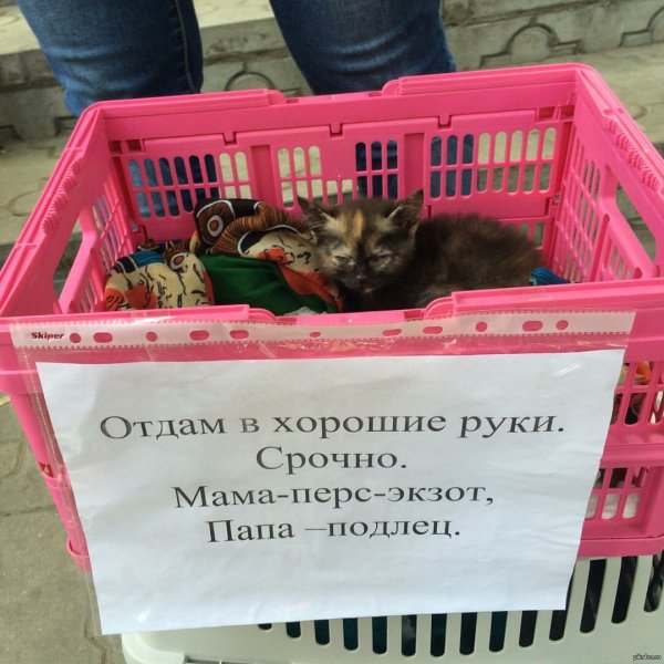 Приколы с надписями