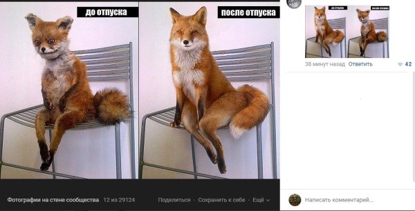 Лис до и после отпуска