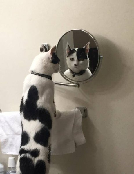 Зеркало кот