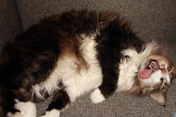 Кот притворяется мертвым