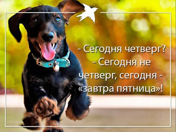 Хорошего дня смешные четверг