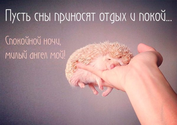 Картинки с пожеланием спокойной ночи прикольные
