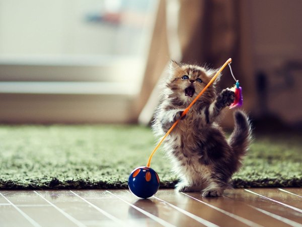 Игривый котенок