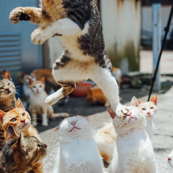 Котики для поднятия настроения
