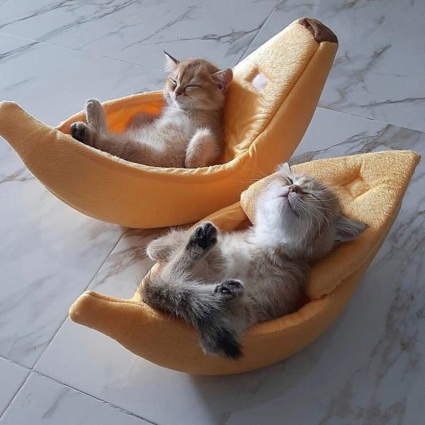 Позитивный котик