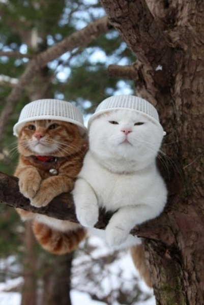 Забавные кошки