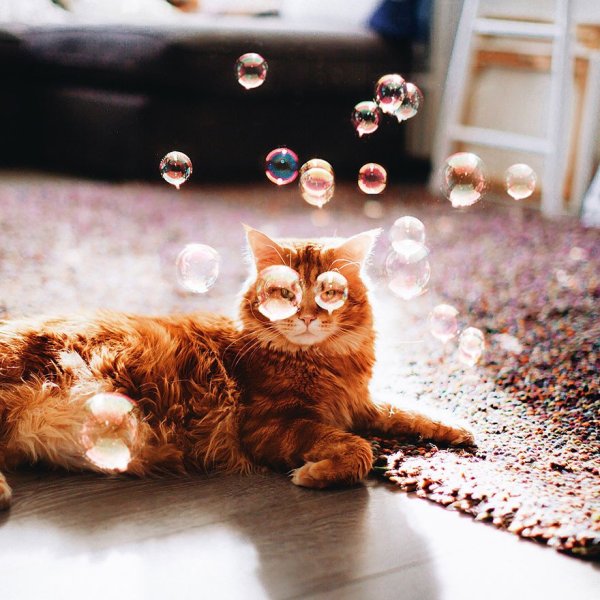 Позитивные коты