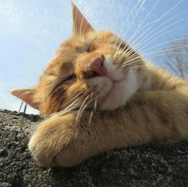 Смешной кот