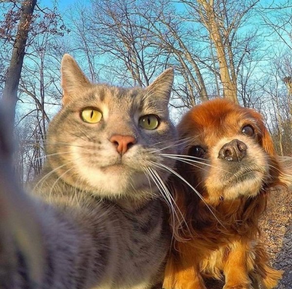 Позитивные коты