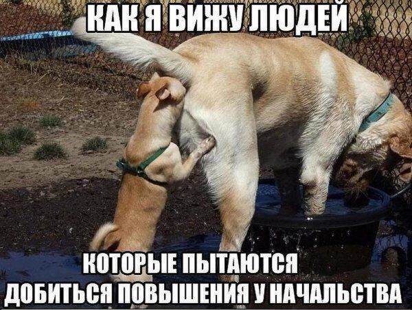 Собака подлизывается