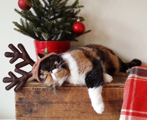 Новогодний кот