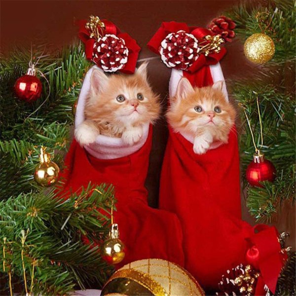 Новогодние котята