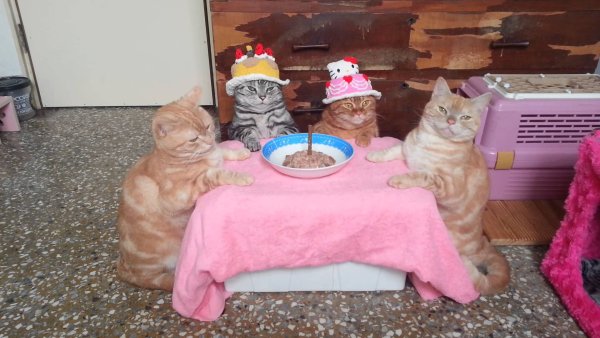Торт с «котиком»