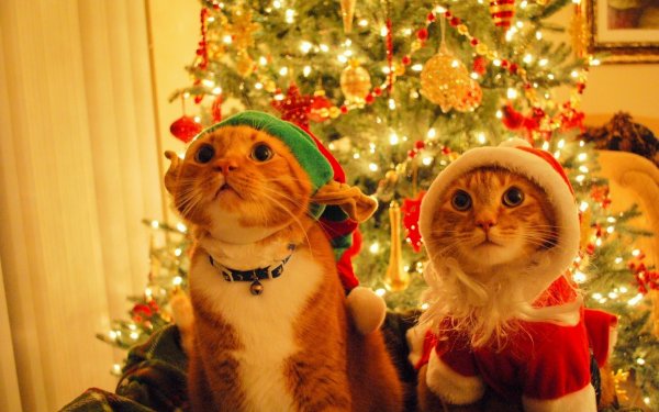 Новый год котики
