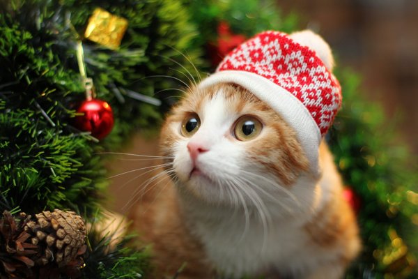 Котик в новогодней шапочке