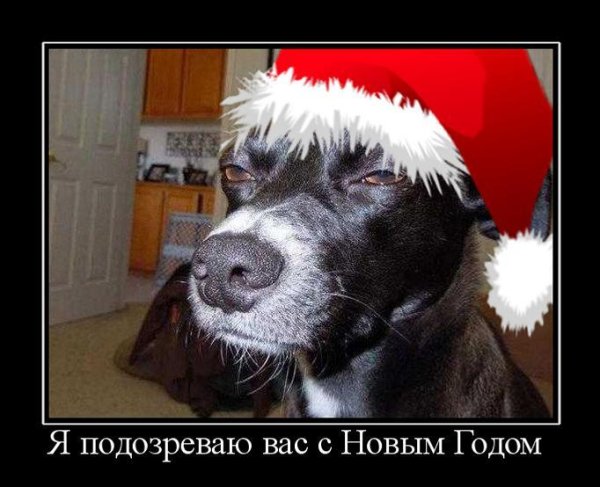 Новогодние шутки про собак